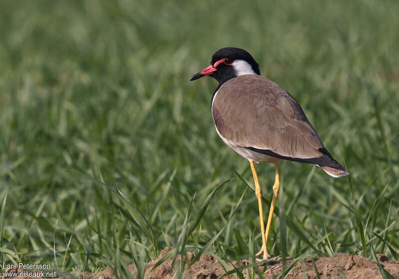 Red-wattled Lapwingadult, habitat, pigmentation