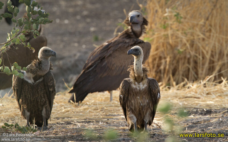 White-backed Vulture