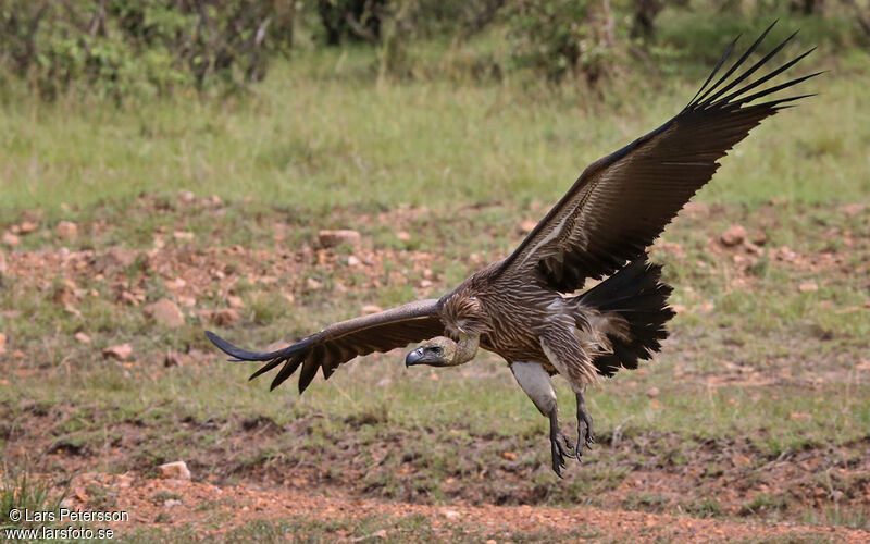 White-backed Vulture