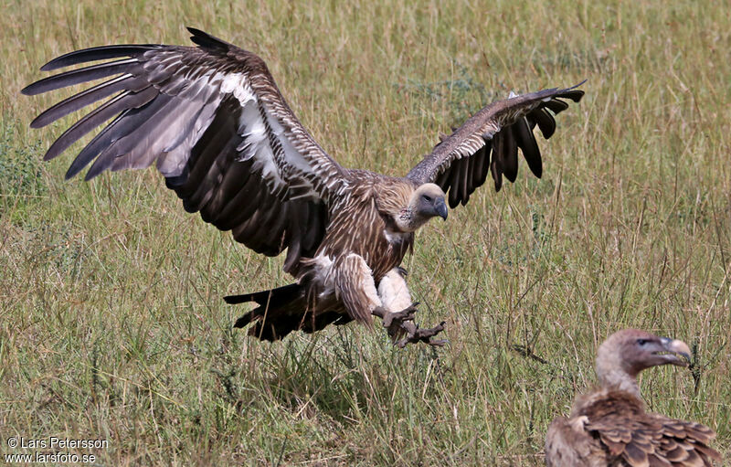 White-backed Vulture