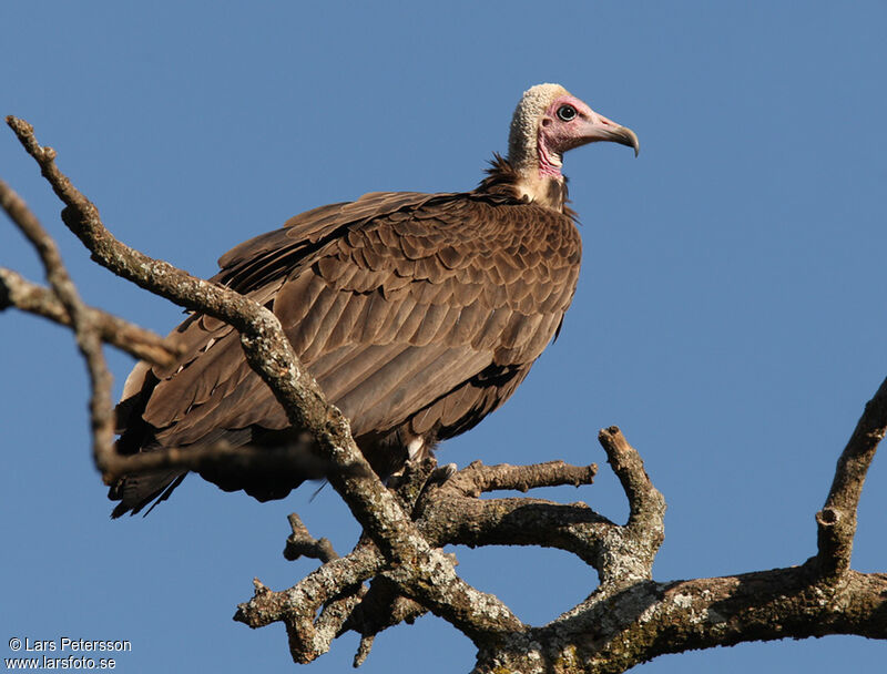 Hooded Vulture