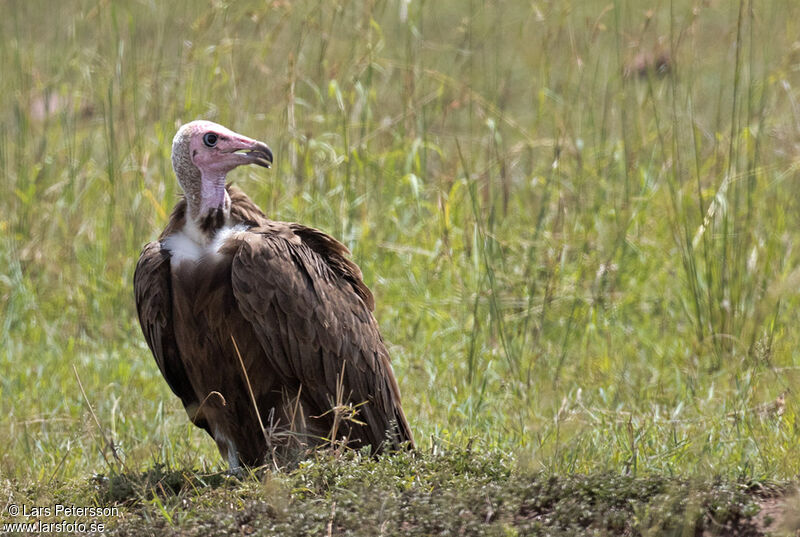 Hooded Vulture