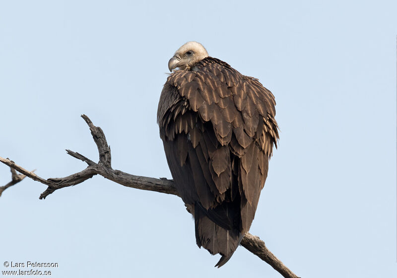 Vautour de l'Himalaya