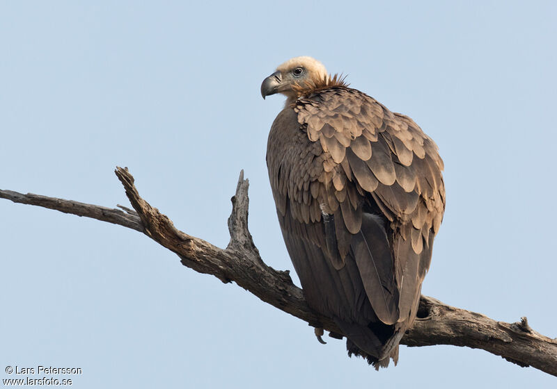 Vautour de l'Himalaya