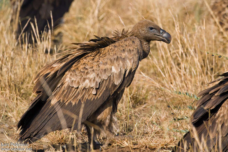 Vautour de Rüppelljuvénile, identification