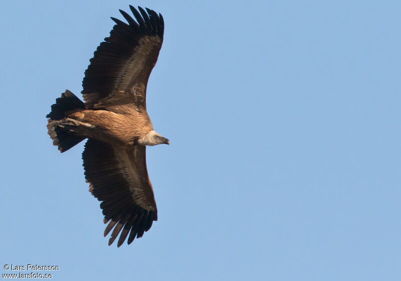 Vautour fauve