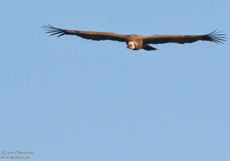 Griffon Vulture