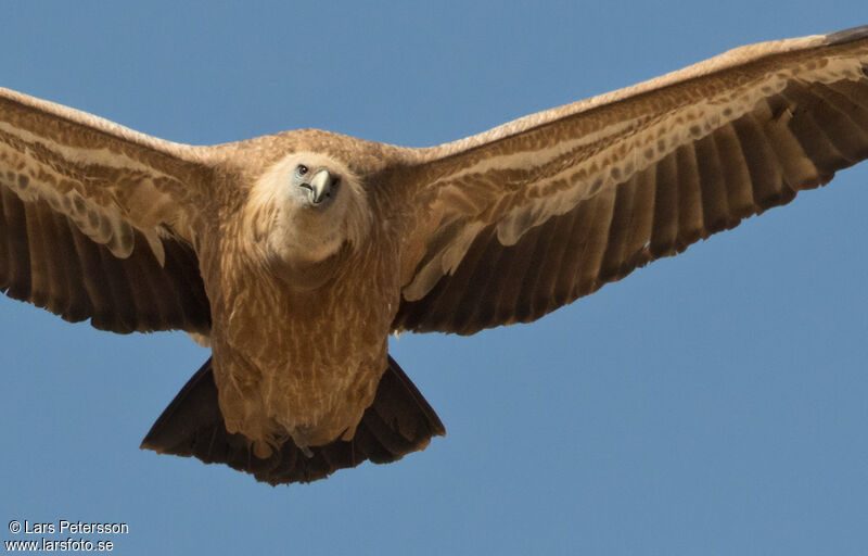 Griffon Vulture