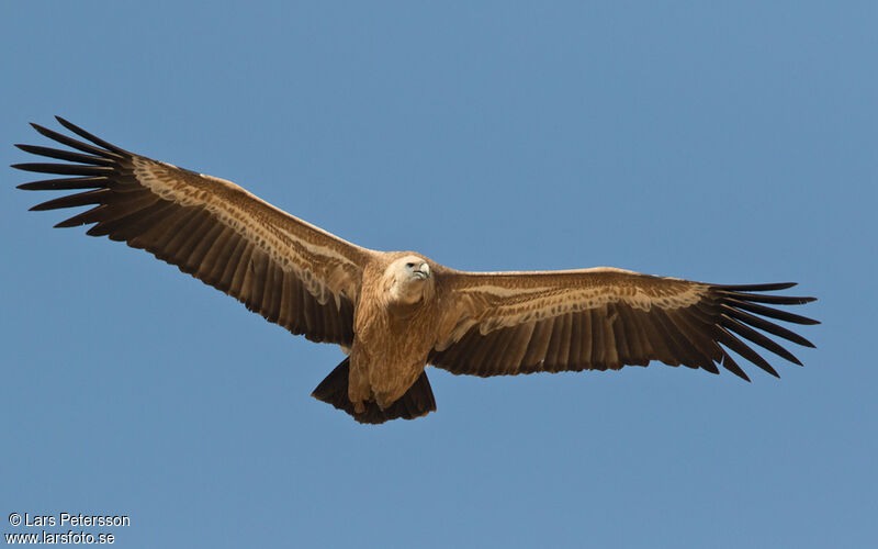 Vautour fauve