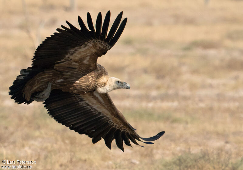 Griffon Vulture