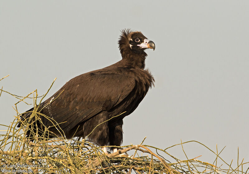 Vautour moine