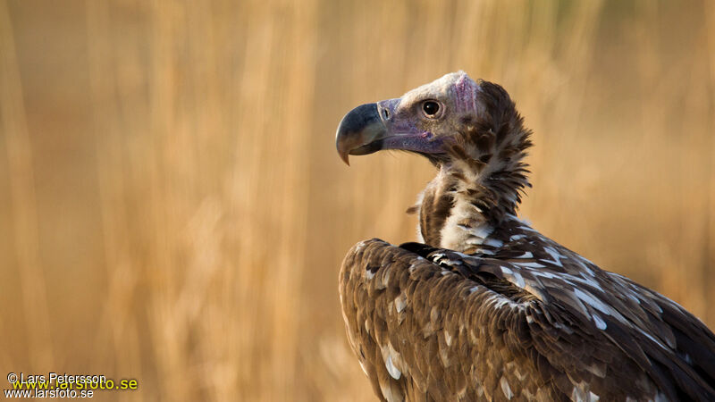 Vautour oricou