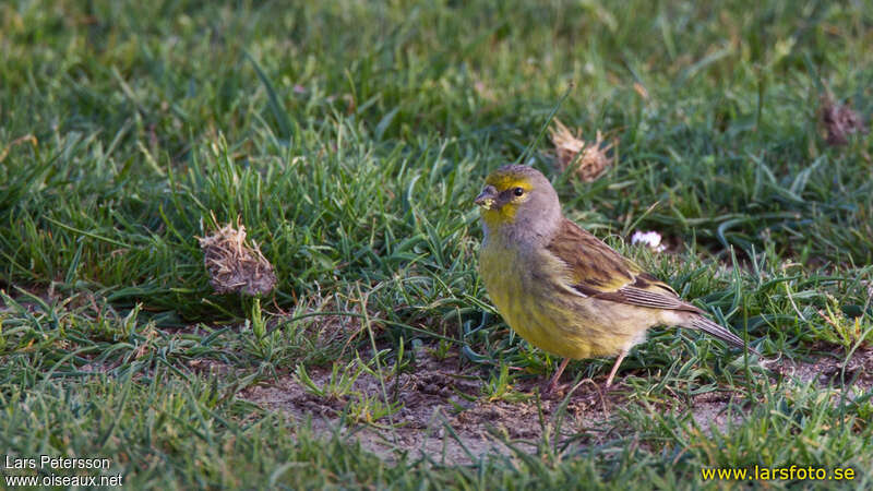 Corsican Finch male adult, habitat, eats