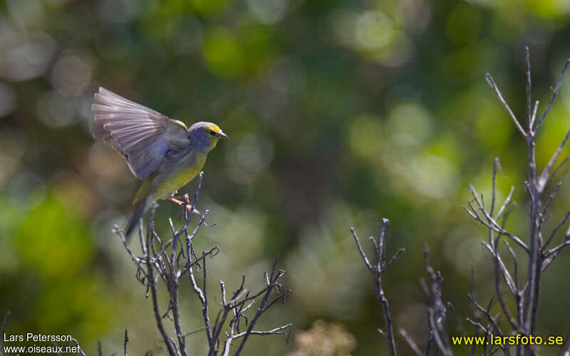 Corsican Finch male adult, pigmentation, Behaviour