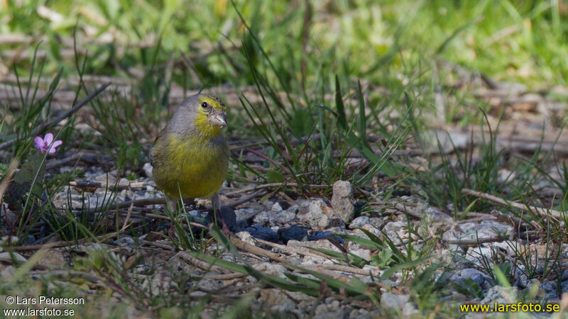 Corsican Finch