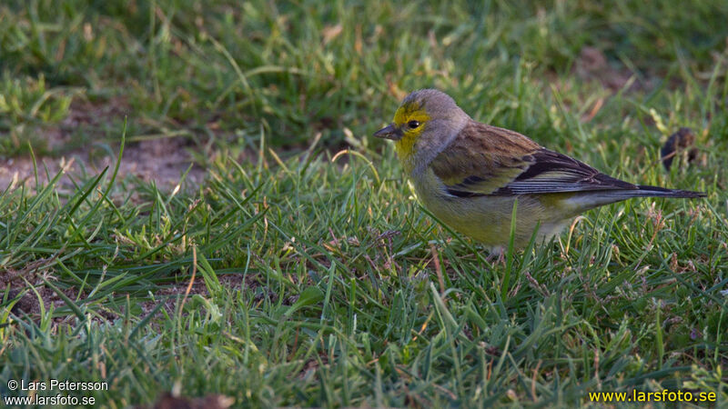 Corsican Finch