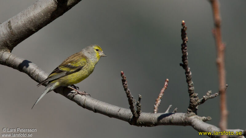 Corsican Finch