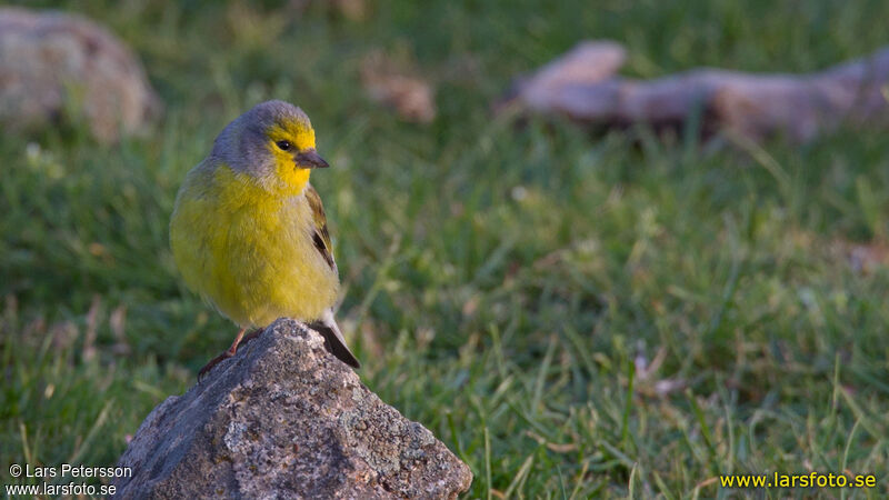 Corsican Finch