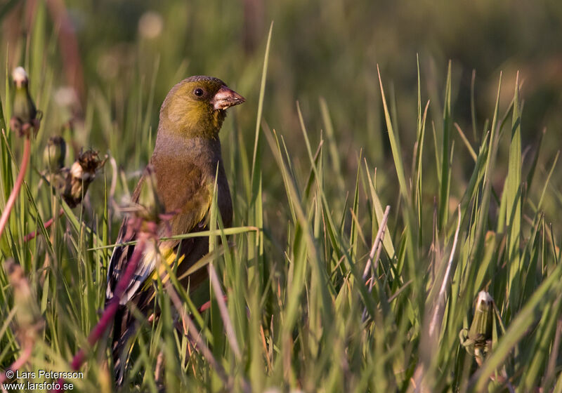 Grey-capped Greenfinch