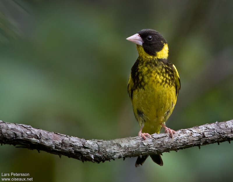 Vietnamese Greenfinch male adult