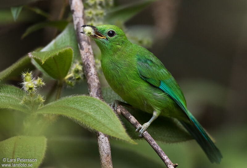 Blue-winged Leafbird