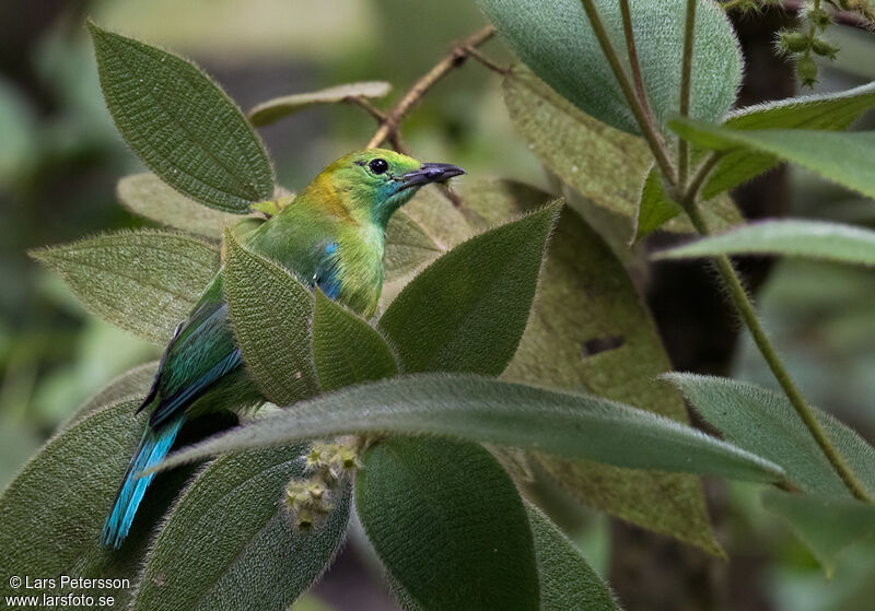 Verdin à ailes bleues