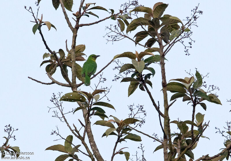 Verdin de Sonnerat