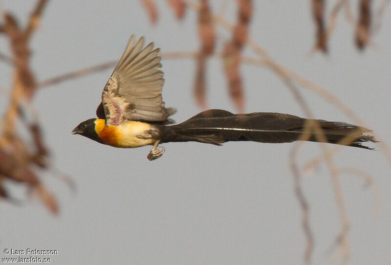 Sahel Paradise Whydah