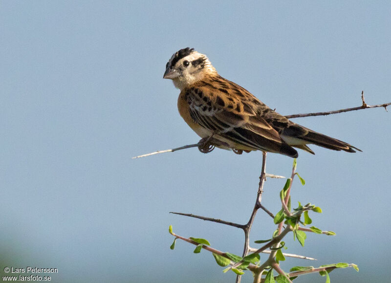 Long-tailed Paradise Whydah