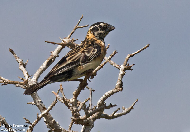 Long-tailed Paradise Whydah