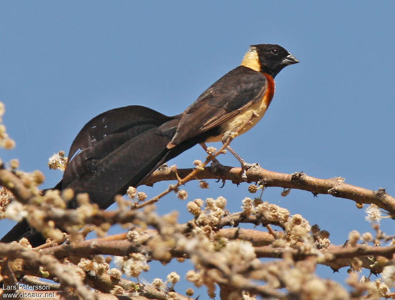 Long-tailed Paradise Whydah male adult breeding, aspect