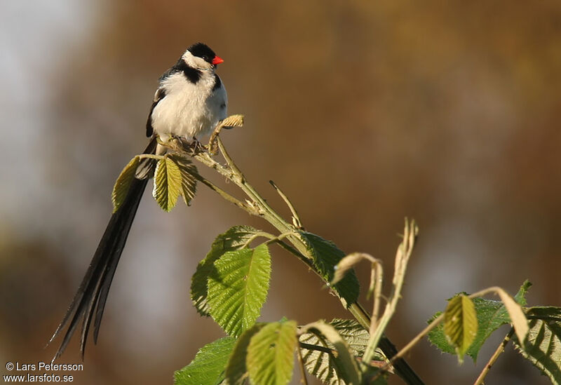 Pin-tailed Whydah