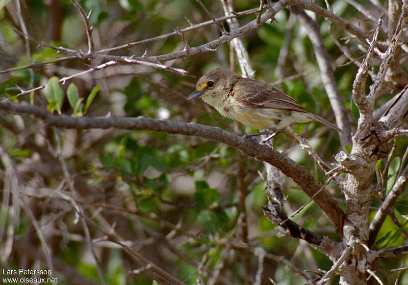 Viréo à bec fortadulte, identification