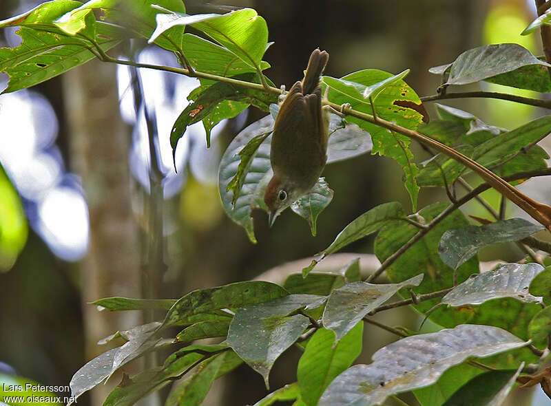 Viréon à nuque rousseadulte, habitat, Comportement