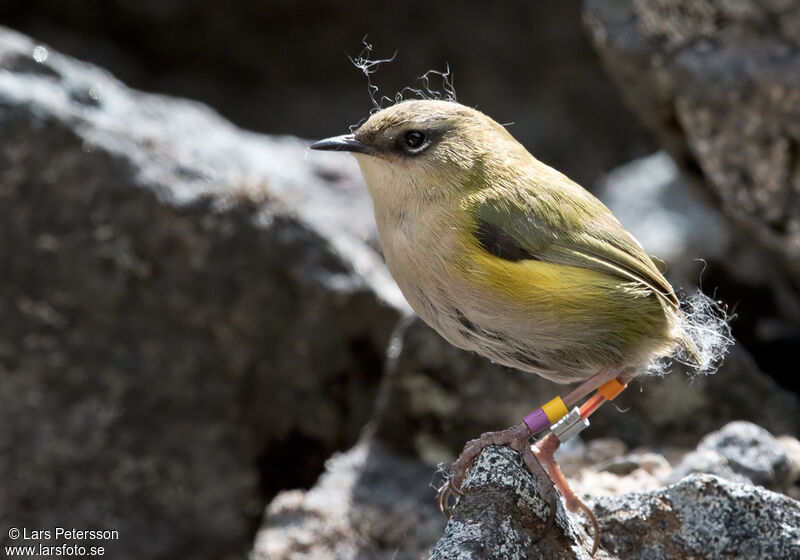 New Zealand Rockwren