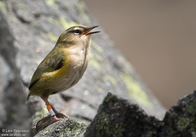 New Zealand Rockwren