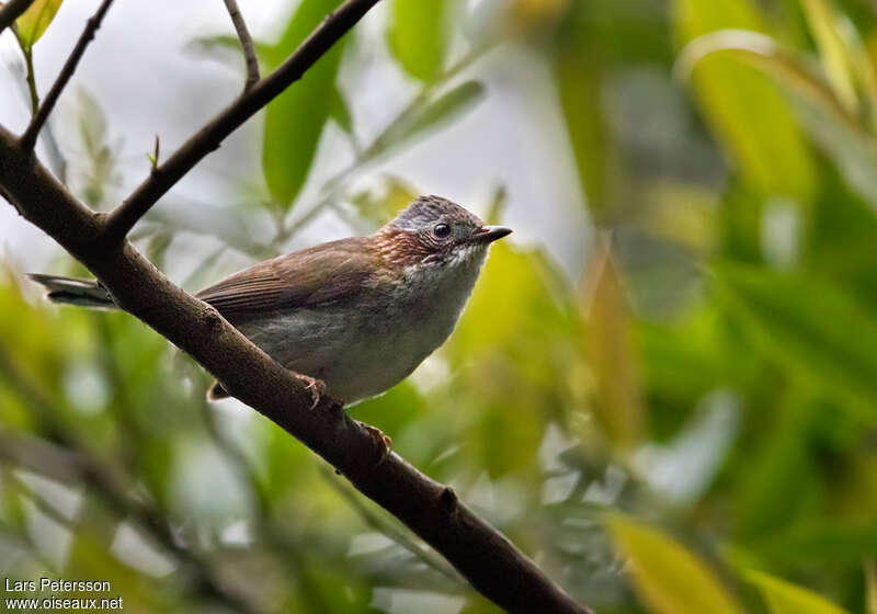 Yuhina à bandeauadulte, habitat