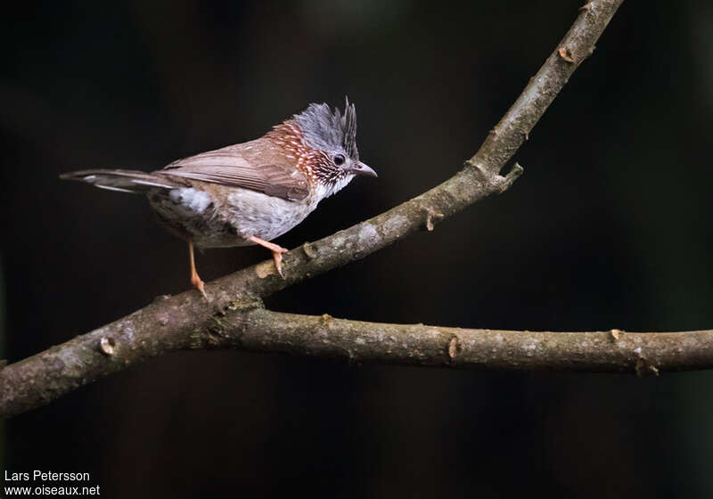 Indochinese Yuhinaadult, identification