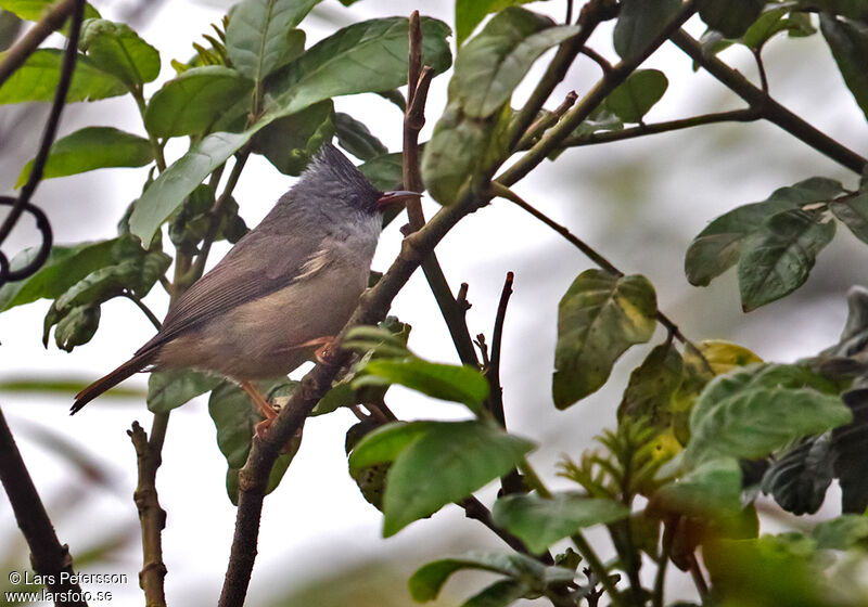 Black-chinned Yuhina