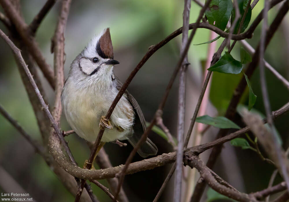 Yuhina de Taïwan