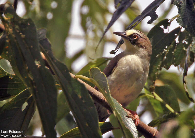 Thick-billed Heleiaadult, habitat, pigmentation