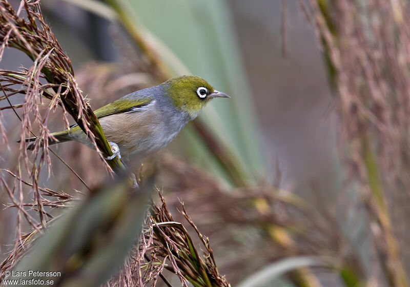 Silvereye