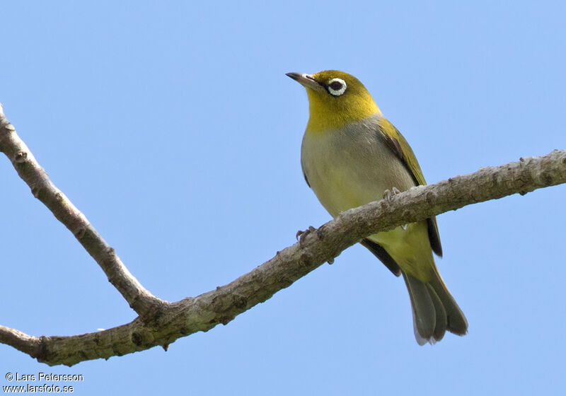 Zostérops à dos gris