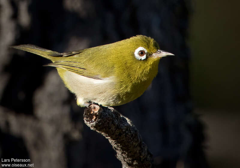 Green-backed White-eyeadult