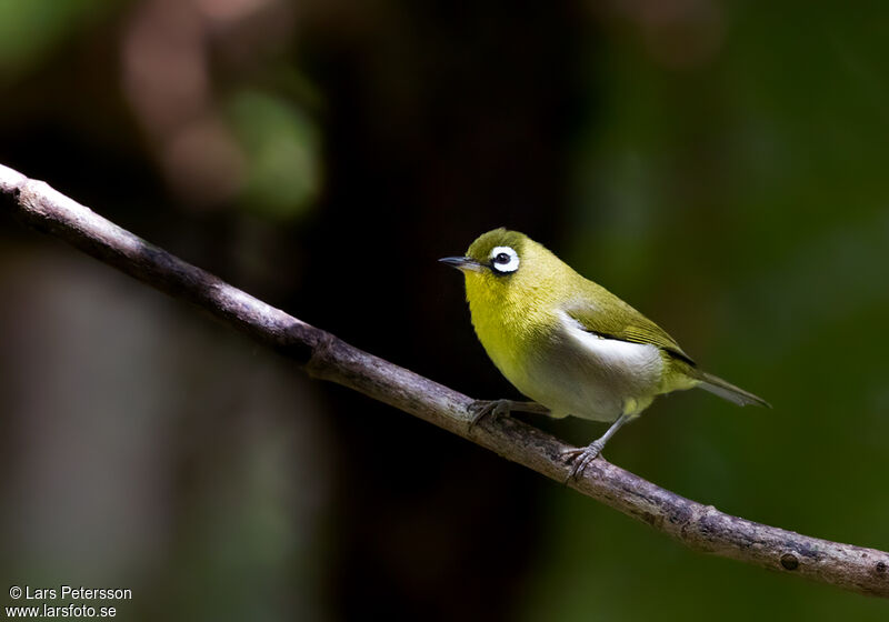 Green-backed White-eye