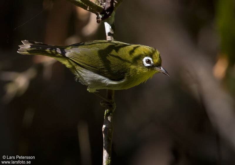 Zostérops à dos vert