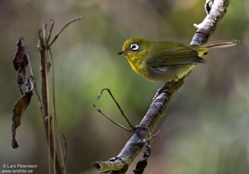 Zostérops à dos vert