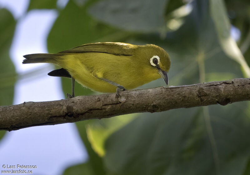 Zostérops à front jaune