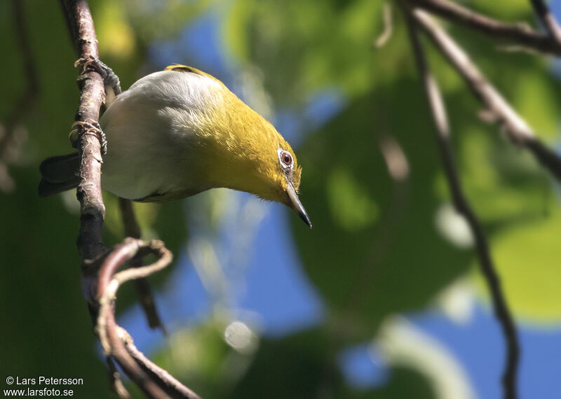 Zostérops à gorge jaune