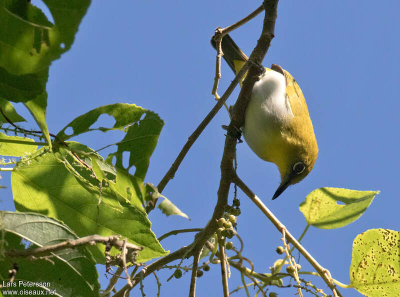 Zostérops à gorge jaune